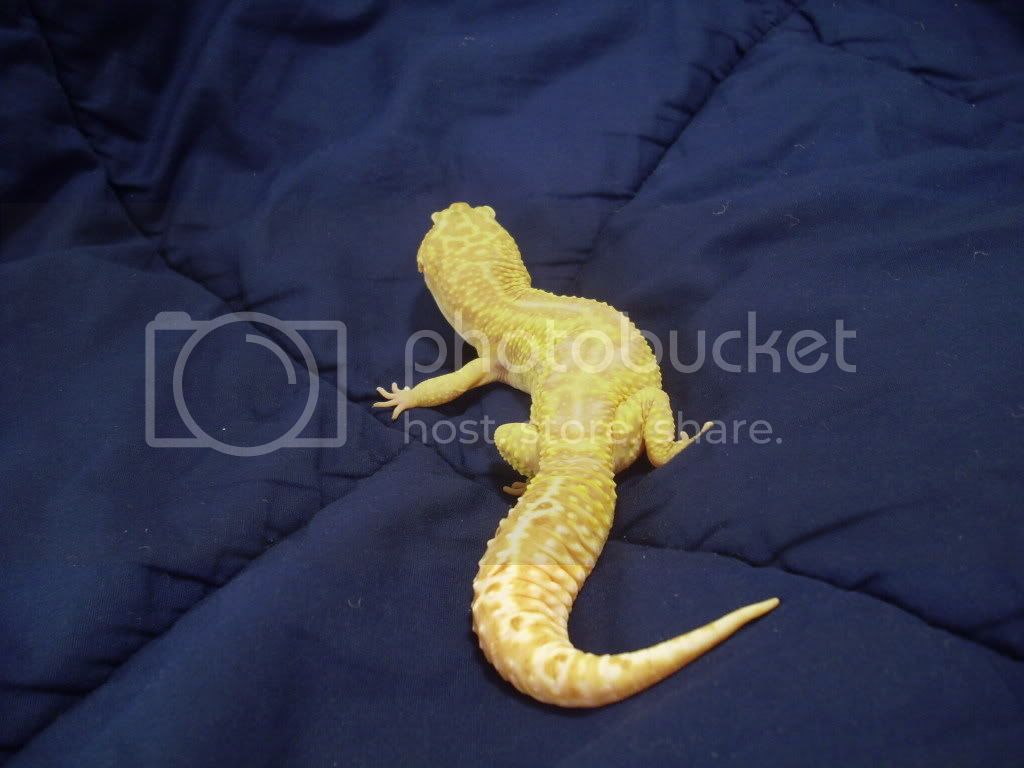 Leopardgeckos066.jpg