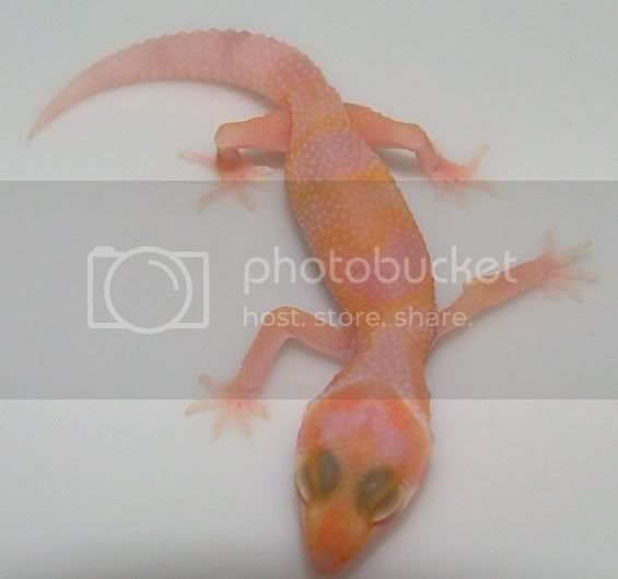 CopyofGeckoHatch08005-1.jpg