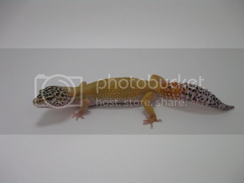 Leopardgeckos619-1.jpg