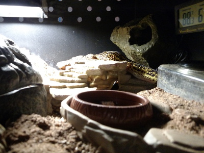 Bioactive Excavator clay set up  Leopard gecko, Leopard gecko habitat,  Reptile terrarium