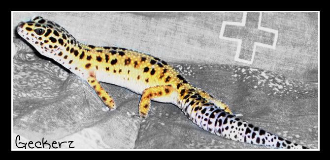 Geckerz34.jpg