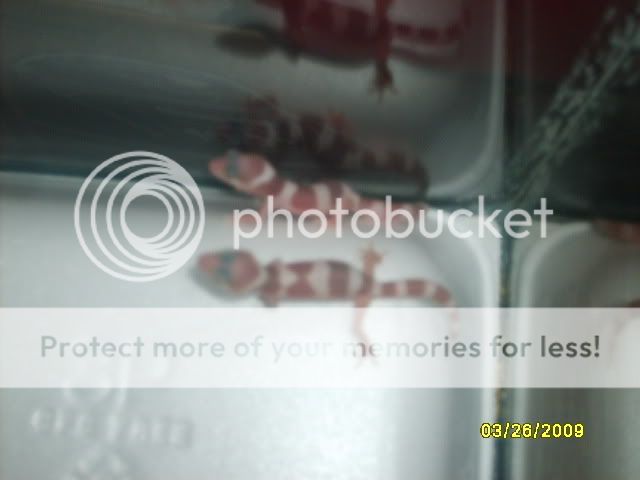 Picture459.jpg