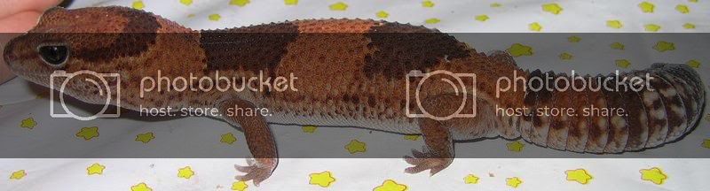 Fattail1.jpg