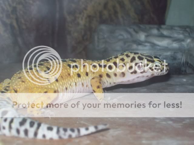 gecko024.jpg