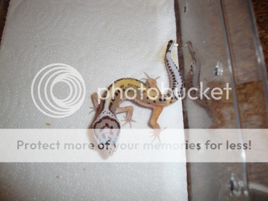 geckos033.jpg