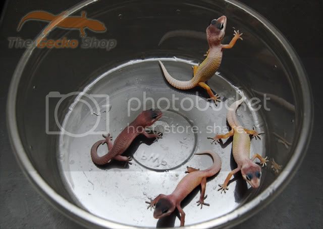 firstleohatchlings2010.jpg