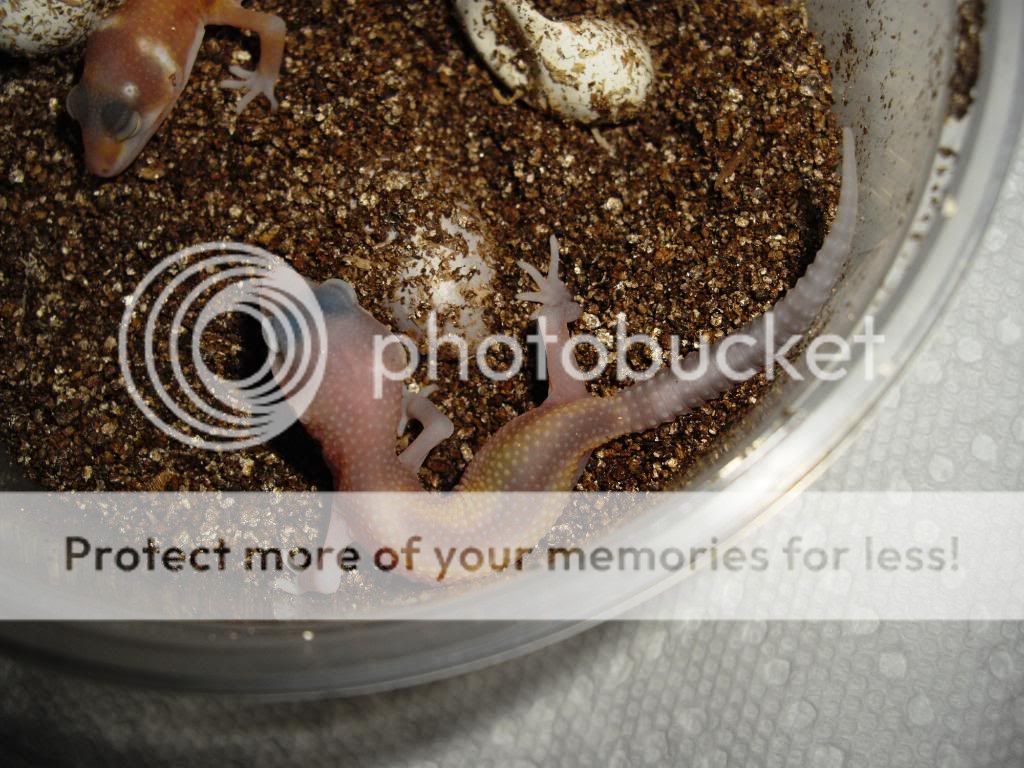 IMGP1178.jpg