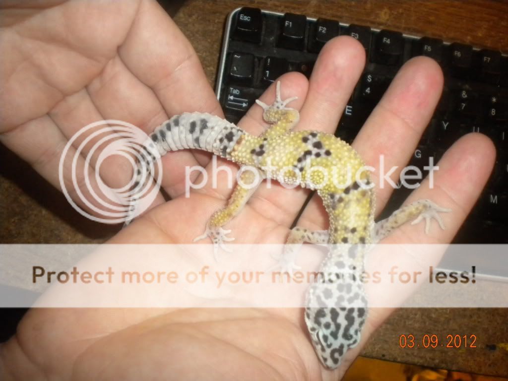 geckosbabies051.jpg