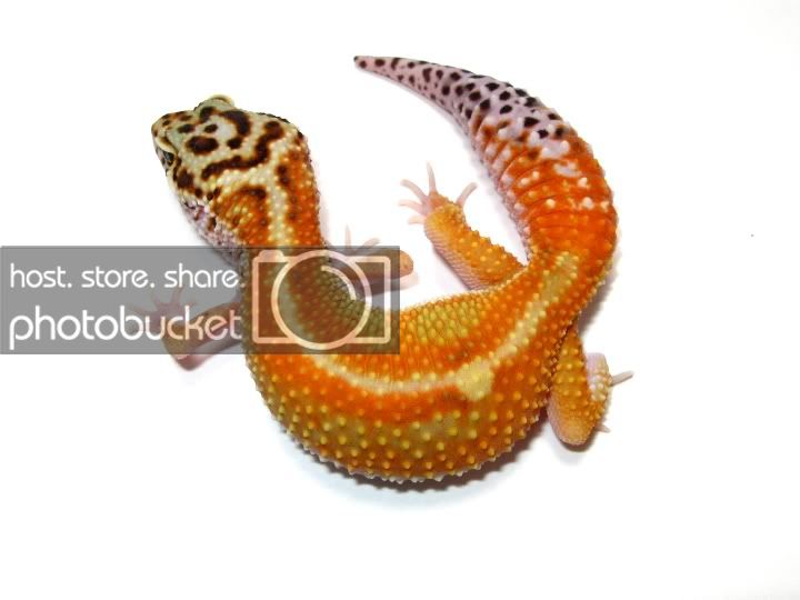 Leopardgeckos678-1.jpg