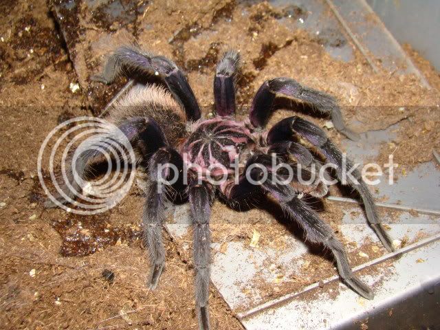 Xenesthisimmanis4Loaner_DSC03733.jpg