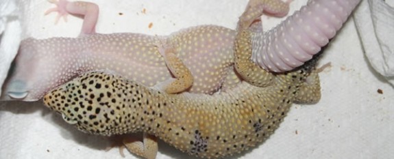 geckotime.com