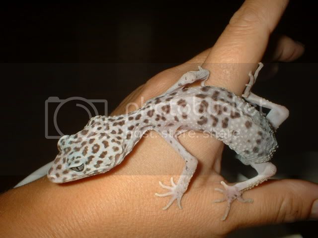 Geckos003-1.jpg