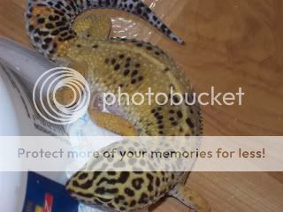 geckos4010.jpg