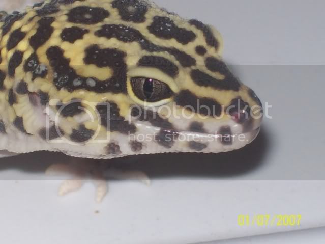 morepics003.jpg