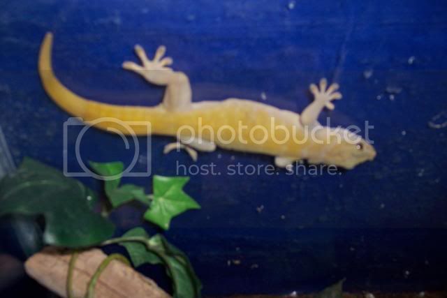 goldengecko001.jpg