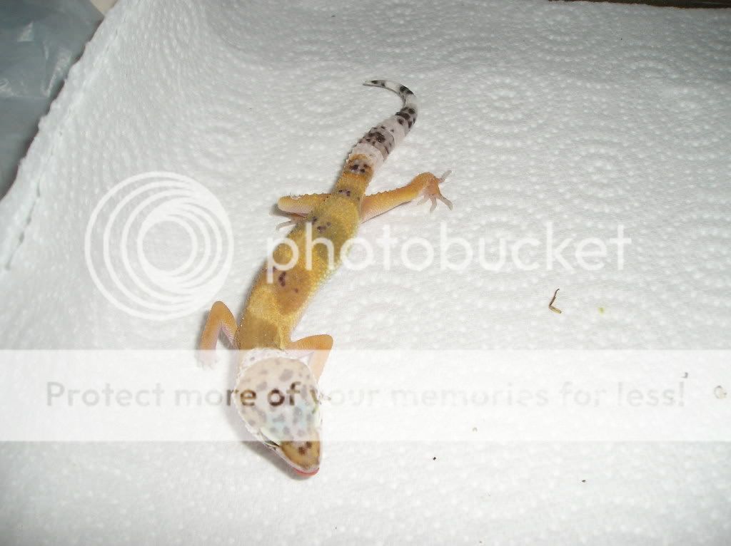 gecko007.jpg