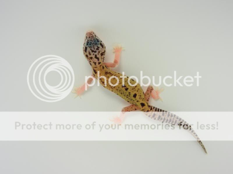 GeckosApril2011262.jpg