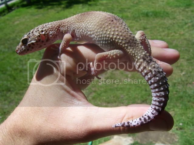 Gecko003.jpg