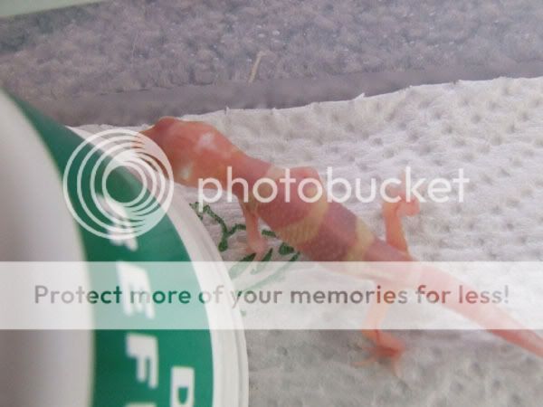 DSCF3138.jpg