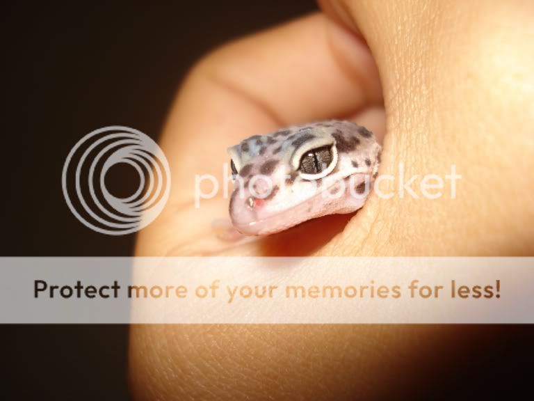 gecko016.jpg