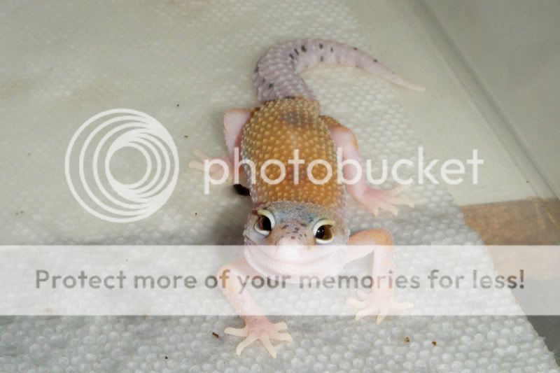 bee.jpg