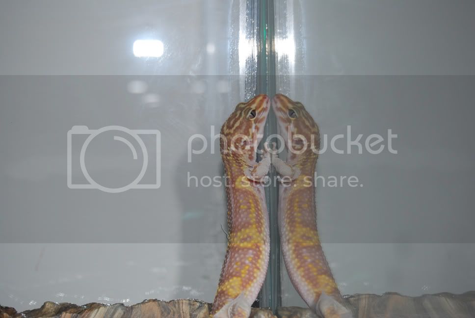 DSC_0106.jpg