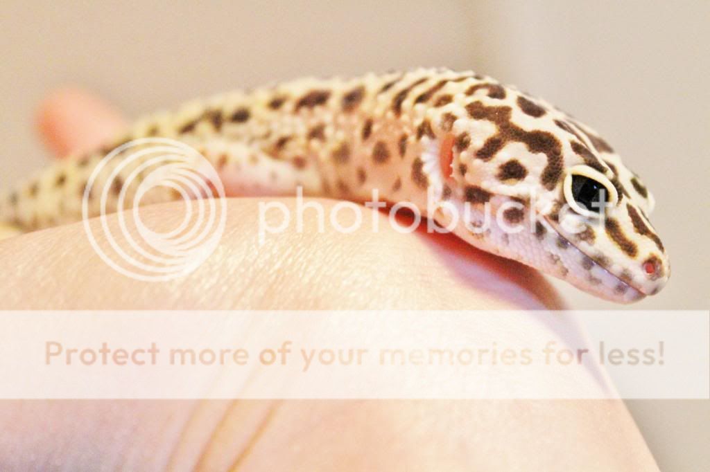 IMG_4662_zps20cf2316.jpg