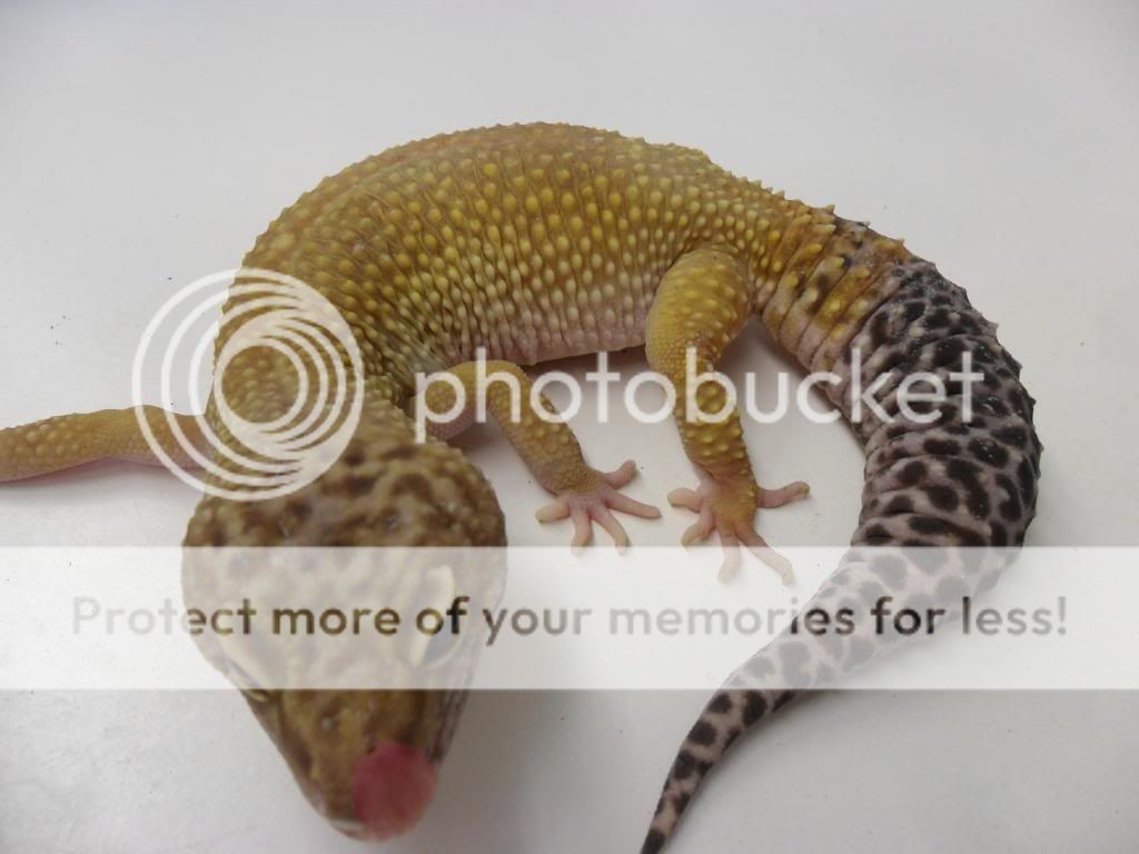SAM_0035_zps15e0ca1b.jpg