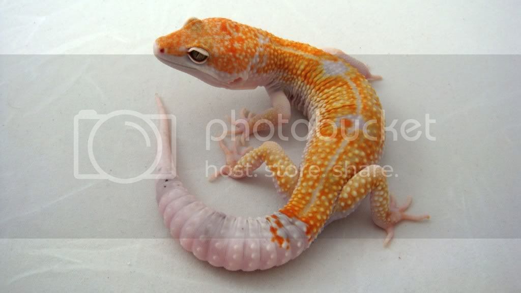 TangEnigmaHetRaptorAlbey.jpg