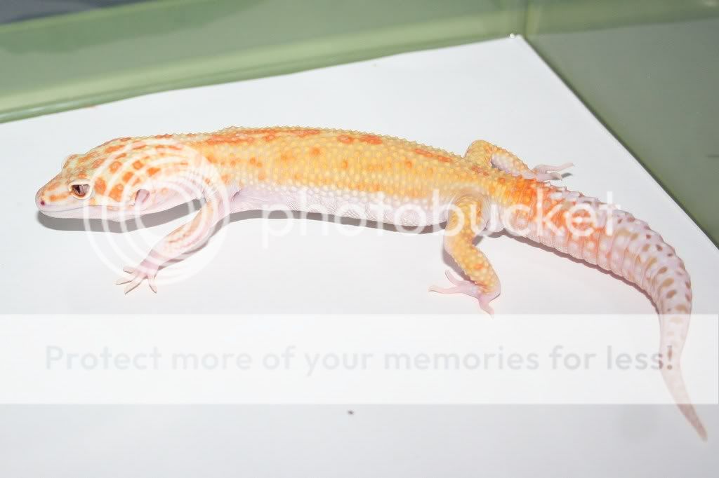 geckobreederupdates071.jpg