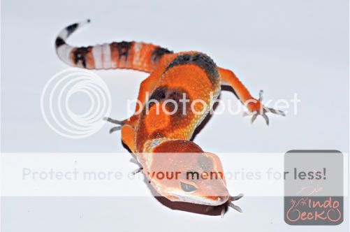 Firefox2.jpg