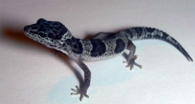 geckomorph2.jpg