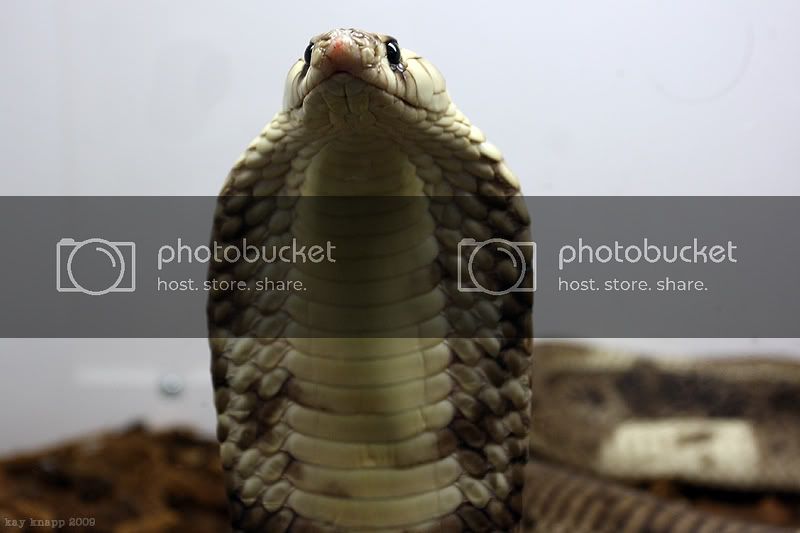 repticon2.jpg