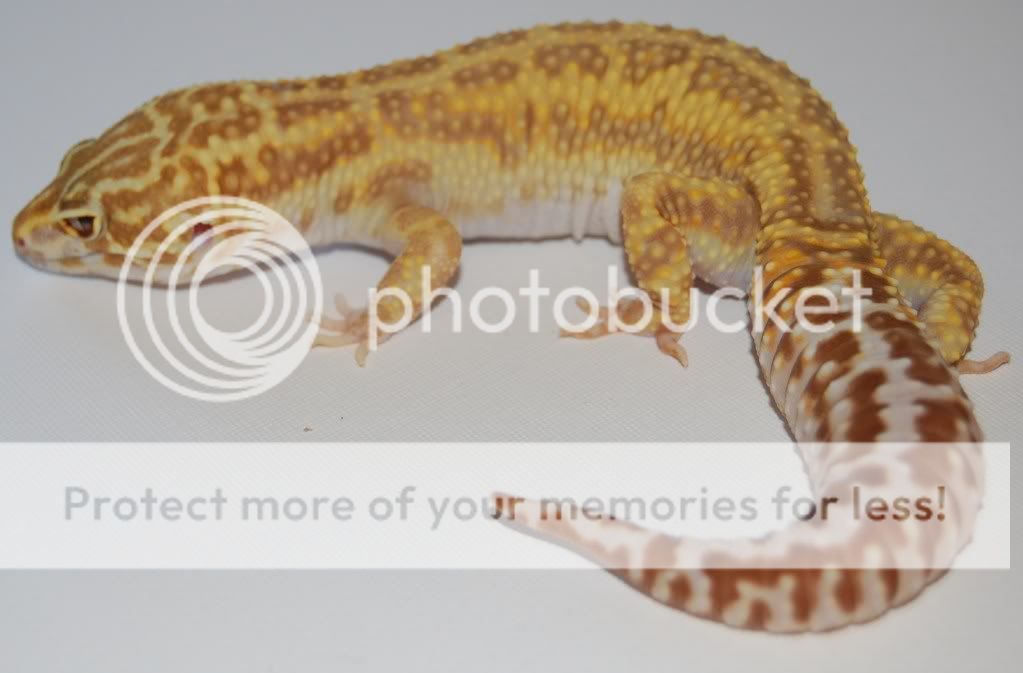 MackRaptorMale76grams.jpg