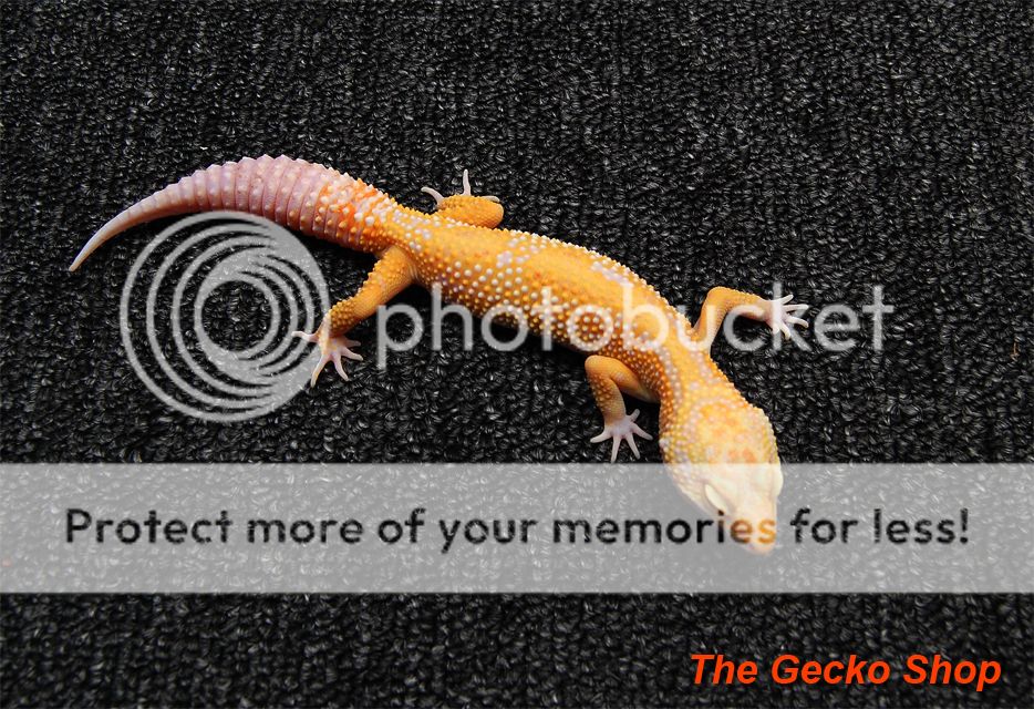 gex-35.jpg