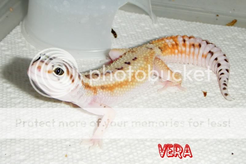 DSCF9603.jpg