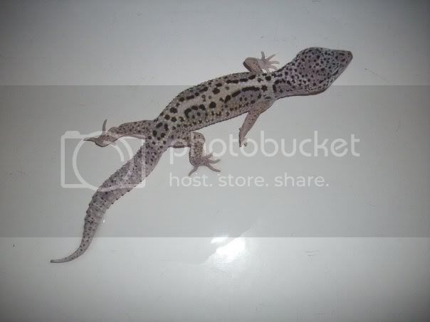 gecko2.jpg