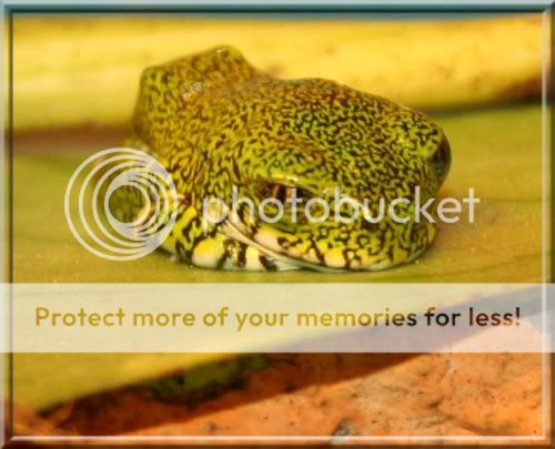 frosch1.jpg