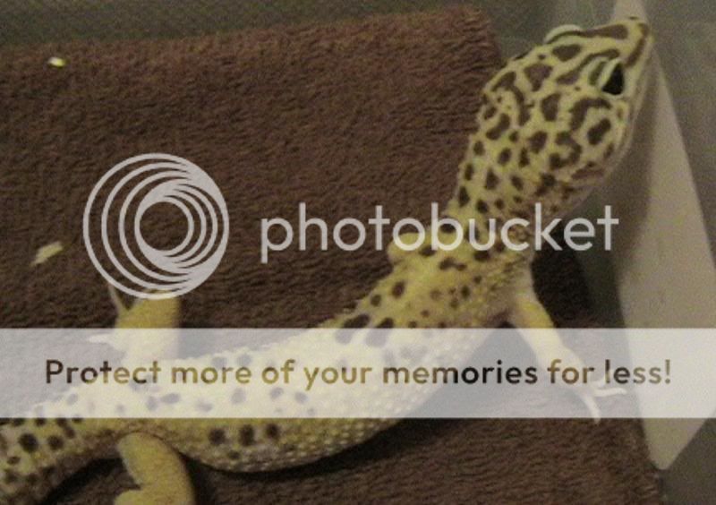 leopardgeckos-02.jpg