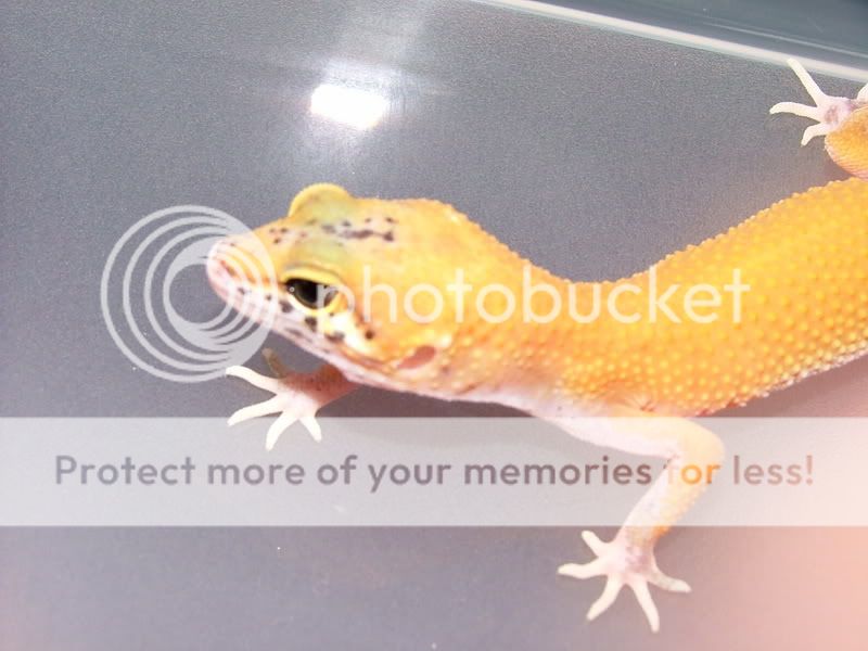 gecko036.jpg