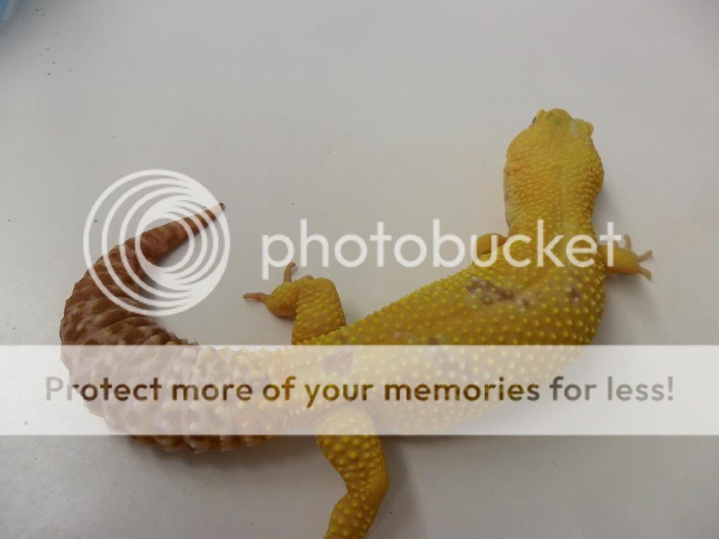 SAM_0016_zps49695683.jpg