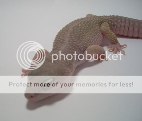 LightBox018.jpg