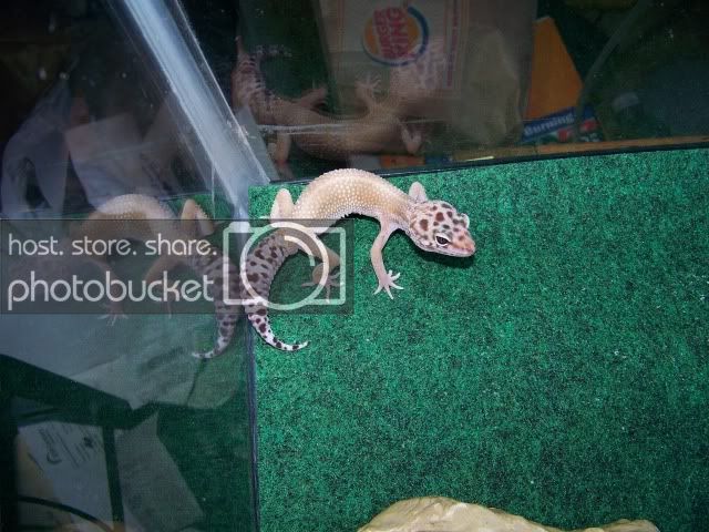 100_3242.jpg