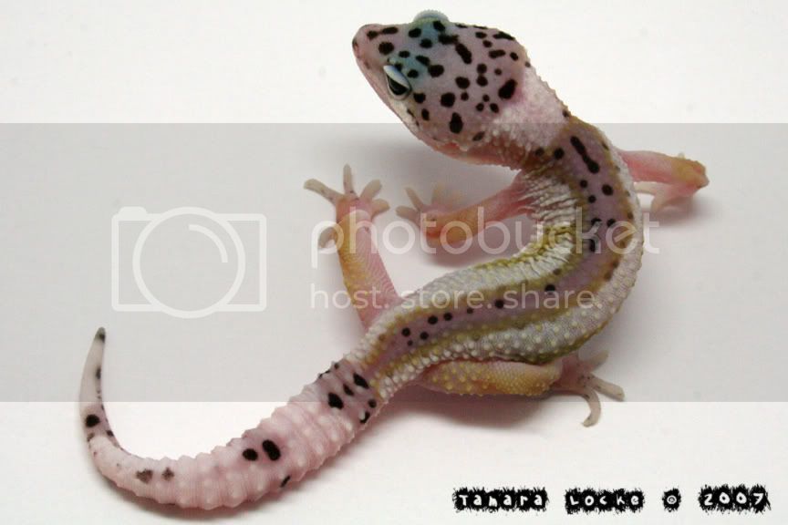 mackstripe.jpg