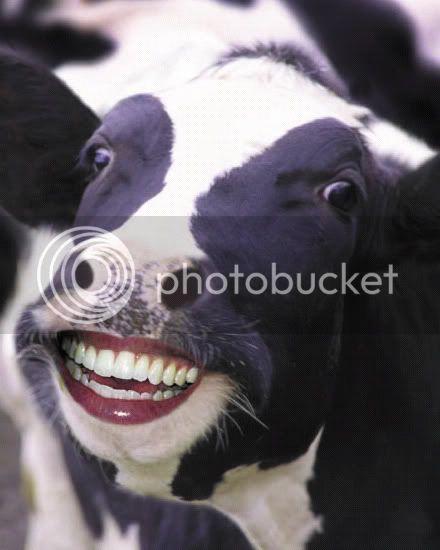 HappyCow.jpg