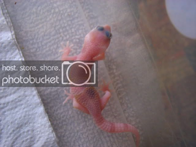 geckos005.jpg