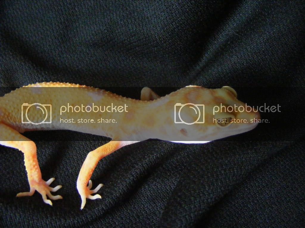 Geckos7-17-08087.jpg