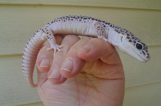 geckosupermale.jpg