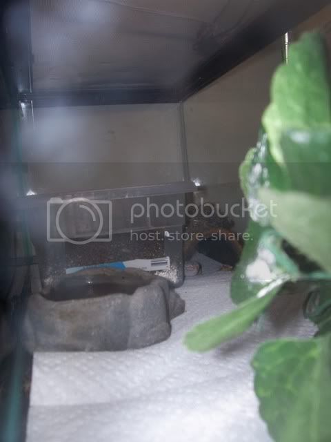 Gecko003.jpg
