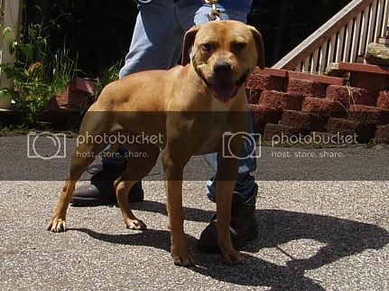 Sydney-Pedigree-Picture.jpg